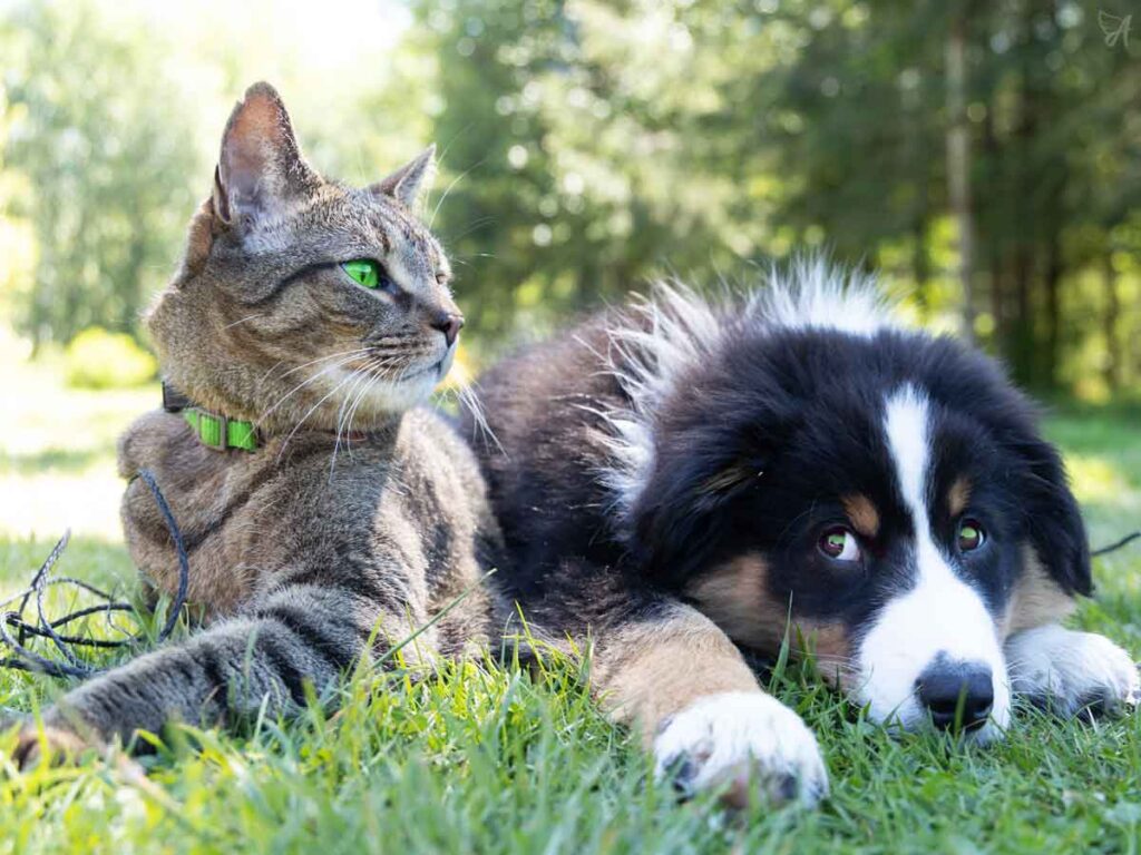 CBD Oil for Pets