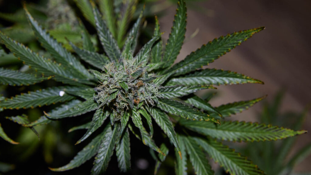 CBD Affects Neurotransmitters