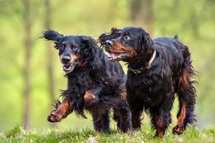 cbd for pet wellness